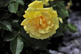 Rose Flower Garden May