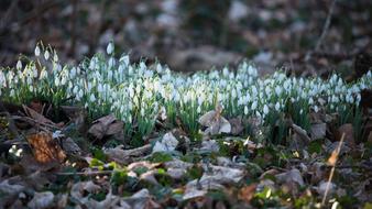 Snowdrops Nature Flora