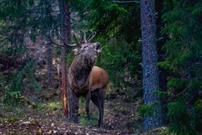Flay Red Deer Norway