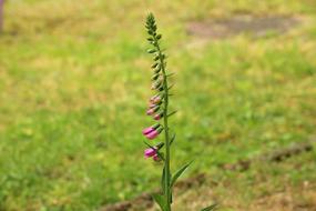 Foxglove Flower Spring macro blur