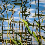 Nature Butterfly Insect