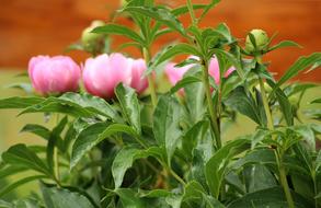 Peonies Pink Flowers Spring