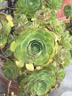 Succulent Flora Leaf