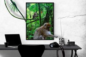 funny monkey on the window