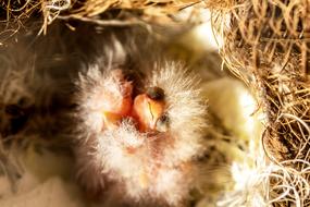 Canary Chicks Young Bird