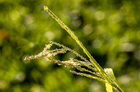 Raindrop Dewdrop Blade Of Grass