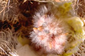 fluffy flower is beautiful