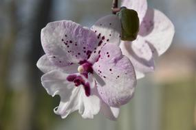 Flower Nature Plant
