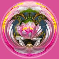 Flower Ornament Color