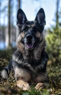 Gorgeous german shepherd in the forest