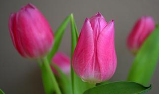 Tulip Pink