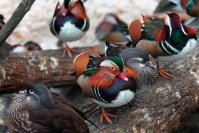little colored ducks in a tree