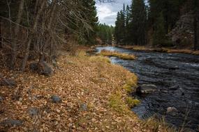 Nature Wood Water