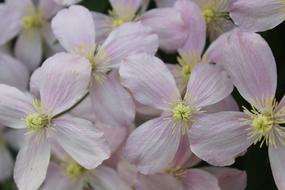 Flower Clematis Blossom