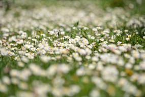 Flowers Prato Daisies