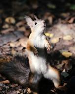 Cute Mammals Living Nature