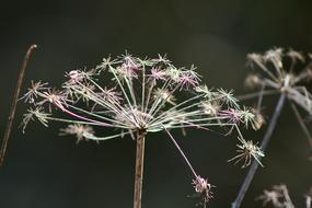 Plant Nature Flower Close