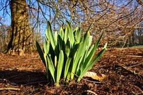 Snowdrop Galanthus Flower