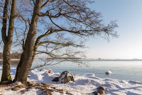 Tree Nature Winter