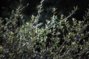 Olive Tree Branch Green