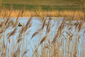 Reeds Lake Nature