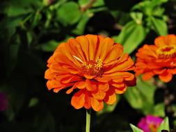 Flower Orange Yellow