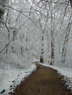 Frost Forest Wintry