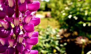 Snapdragon Flower Plant