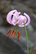 How Do Wildflower Flowers See