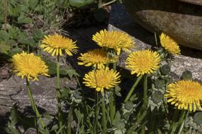 Dandelion Weeds Yellow Flower