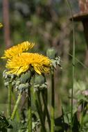 Dandelion Weeds Taraxacum