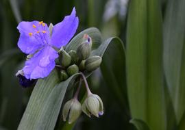 purple flower on a branch