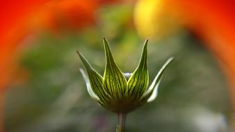 Nature Flower Flora