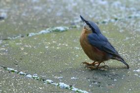 Nuthatch Nature Birds