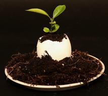 Egg Plant Eggshell