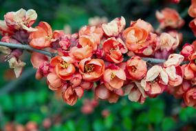 Flowers Spring Nature