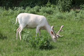 White Fallow Deer Mutation Wild