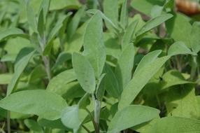 Sage Green Garden