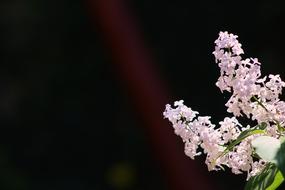 Without Lilac Flower The