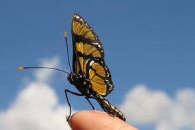 Yellow methona themysto