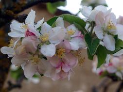 Flower Apple Tree Flowers Spring
