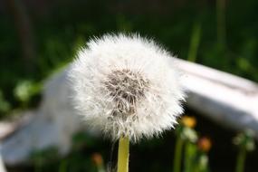 Dandelion Nature Flower