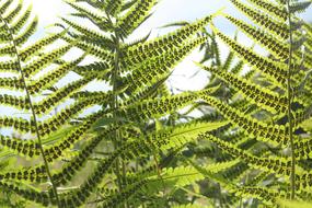 Fern Woodfern Green