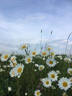 Daisies Flowers Meadow