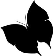 black butterfly on a white background