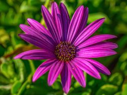African Daisy Osteospermum Flower