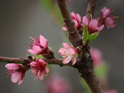 Flower Tree Branch