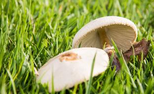 Lawn Nature Outdoors