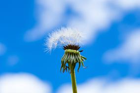 Dandelion Foreground Nature