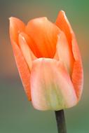 Flower Nature Tulip